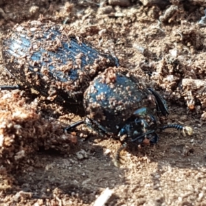 Aulacocyclus edentulus at Denman Prospect, ACT - 30 May 2021 02:16 PM