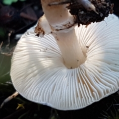 Lepiota s.l. at Denman Prospect, ACT - 30 May 2021 02:13 PM