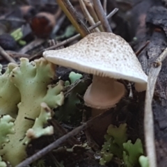 Lepiota s.l. at Denman Prospect, ACT - 30 May 2021