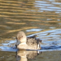 Anas gracilis (Grey Teal) at Murrumbateman, NSW - 30 May 2021 by SimoneC