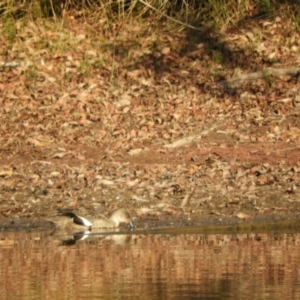 Anas gracilis at Murrumbateman, NSW - suppressed