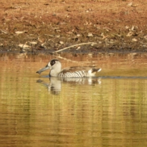 Malacorhynchus membranaceus at Murrumbateman, NSW - suppressed