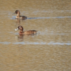 Aythya australis (Hardhead) at Murrumbateman, NSW - 30 May 2021 by SimoneC