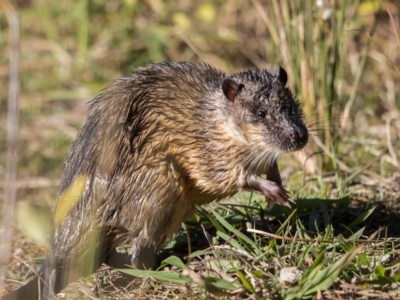 Hydromys chrysogaster (Rakali or Water Rat) at Acton, ACT - 30 May 2021 by dannymccreadie