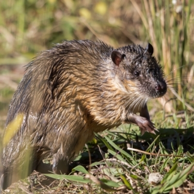 Hydromys chrysogaster (Rakali or Water Rat) at Acton, ACT - 30 May 2021 by dannymccreadie