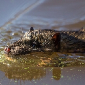 Hydromys chrysogaster at Acton, ACT - 30 May 2021