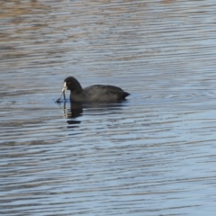 Fulica atra (Eurasian Coot) at Murrumbateman, NSW - 30 May 2021 by SimoneC