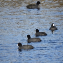 Fulica atra at Murrumbateman, NSW - suppressed