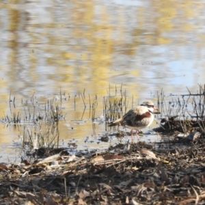 Charadrius melanops at Murrumbateman, NSW - 30 May 2021