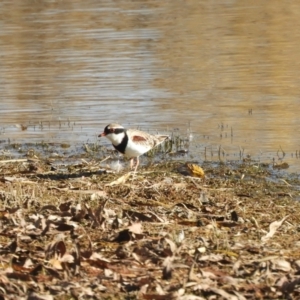 Charadrius melanops at Murrumbateman, NSW - 30 May 2021