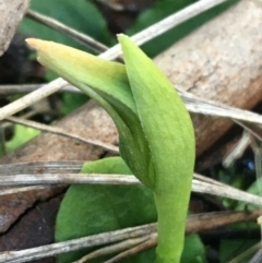 Pterostylis nutans (Nodding Greenhood) at Downer, ACT - 30 May 2021 by Ned_Johnston