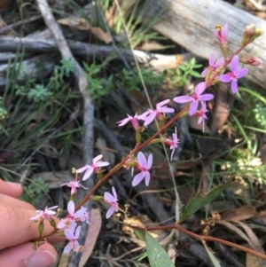 Stylidium graminifolium at Downer, ACT - 30 May 2021 12:39 PM