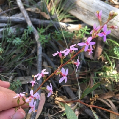 Stylidium graminifolium (Grass Triggerplant) at Downer, ACT - 30 May 2021 by Ned_Johnston