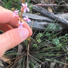 Stylidium graminifolium at Downer, ACT - 30 May 2021