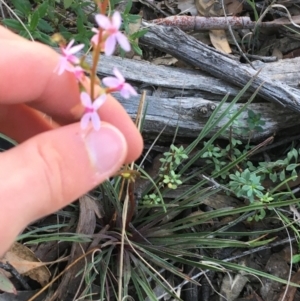 Stylidium graminifolium at Downer, ACT - 30 May 2021