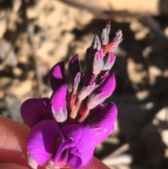 Hardenbergia violacea at Downer, ACT - 30 May 2021 12:31 PM