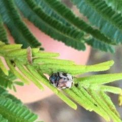 Elaphodes cervinus (Leaf beetle) at Downer, ACT - 27 May 2021 by Ned_Johnston