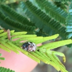 Elaphodes cervinus at Downer, ACT - 27 May 2021 10:54 AM