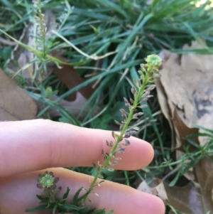 Lepidium africanum at Griffith, ACT - 27 May 2021