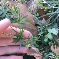 Lepidium africanum at Griffith, ACT - 27 May 2021 11:57 AM