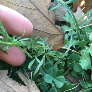 Lepidium africanum at Griffith, ACT - 27 May 2021