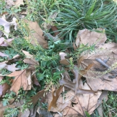 Lepidium africanum at Griffith, ACT - 27 May 2021 11:57 AM