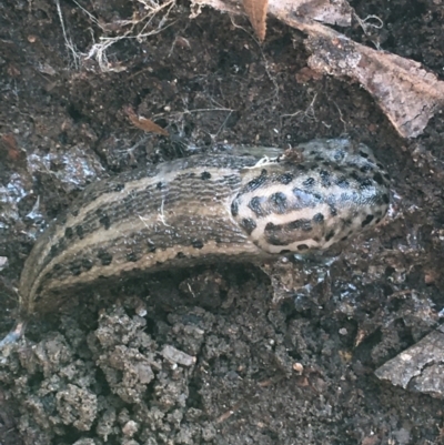 Limax maximus (Leopard Slug, Great Grey Slug) at Bruce Ridge to Gossan Hill - 25 May 2021 by Ned_Johnston