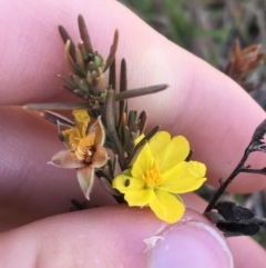 Hibbertia calycina (Lesser Guinea-flower) at Aranda, ACT - 25 May 2021 by Ned_Johnston