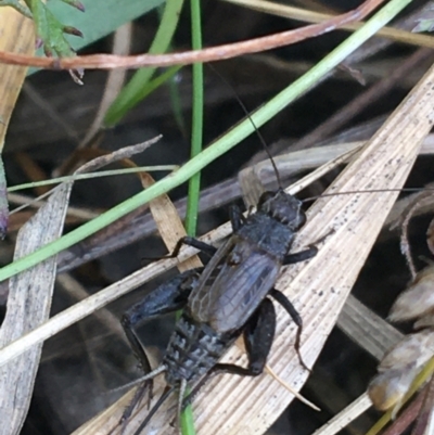 Bobilla sp. (genus) (A Small field cricket) at Flea Bog Flat, Bruce - 25 May 2021 by Ned_Johnston