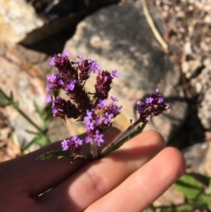 Verbena incompta at Downer, ACT - 27 May 2021