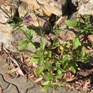 Verbena incompta at Downer, ACT - 27 May 2021