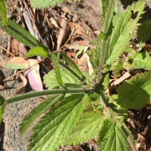 Verbena incompta at Downer, ACT - 27 May 2021