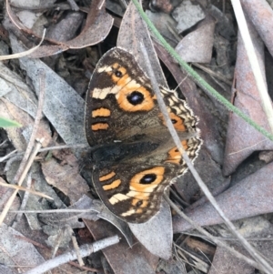 Junonia villida at Mulloon, NSW - 23 May 2021