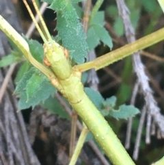 Phasmatodea (order) at Mulloon, NSW - 23 May 2021