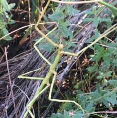 Phasmatodea (order) at Mulloon, NSW - 23 May 2021