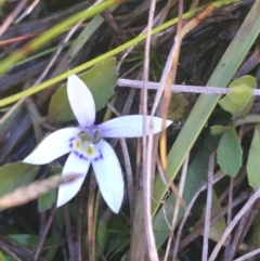 Isotoma fluviatilis subsp. australis (Swamp Isotome) at Mulloon, NSW - 23 May 2021 by Ned_Johnston