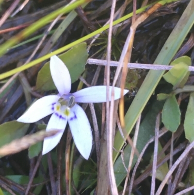 Isotoma fluviatilis subsp. australis (Swamp Isotome) at Mulloon, NSW - 23 May 2021 by NedJohnston