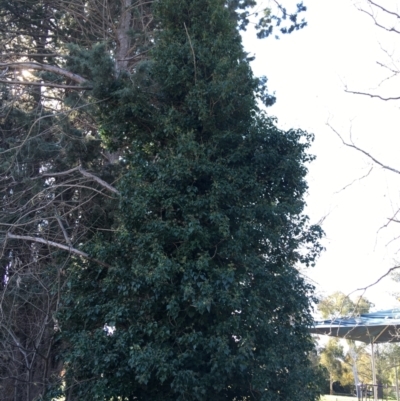 Hedera sp. (helix or hibernica) (Ivy) at Griffith, ACT - 27 May 2021 by NedJohnston