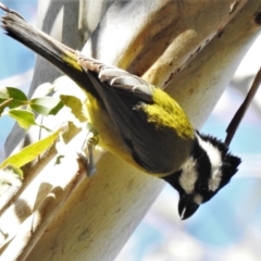 Falcunculus frontatus (Eastern Shrike-tit) at Paddys River, ACT - 30 May 2021 by JohnBundock