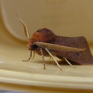 Fisera undescribed species nr belidearia at Yass River, NSW - 29 May 2021