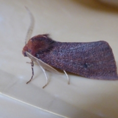 Fisera undescribed species nr belidearia at Yass River, NSW - 29 May 2021