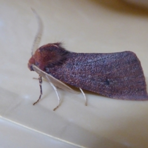 Fisera undescribed species nr belidearia at Yass River, NSW - 29 May 2021