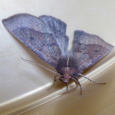 Fisera belidearia (Two-toned Crest-moth) at Yass River, NSW - 29 May 2021 by SenexRugosus