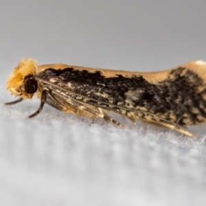 Monopis crocicapitella at Melba, ACT - 14 Nov 2020