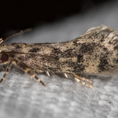 Barea (genus) (A concealer moth) at Melba, ACT - 14 Nov 2020 by Bron