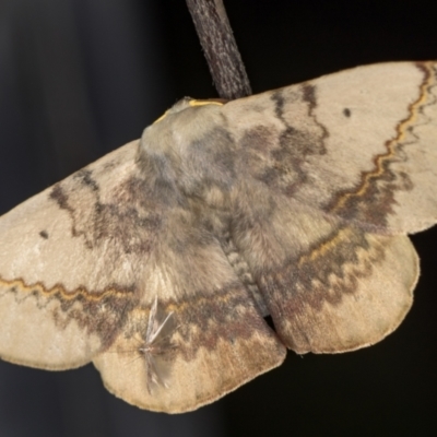 Anthela varia (Hairy Mary) at Melba, ACT - 11 Nov 2020 by Bron