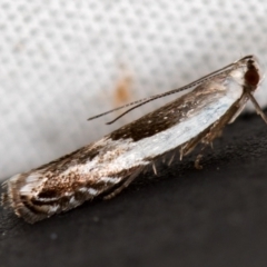 Ardozyga hemichlaena (A Gelechioid moth) at Melba, ACT - 11 Nov 2020 by Bron