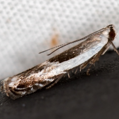 Ardozyga hemichlaena (A Gelechioid moth) at Melba, ACT - 11 Nov 2020 by Bron