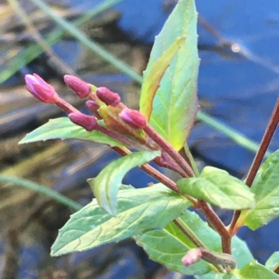 Epilobium sp. (A Willow Herb) at Tennent, ACT - 30 May 2021 by JaneR