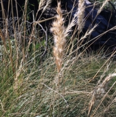 Rytidosperma sp. (Wallaby Grass) at Tennent, ACT - 30 May 2021 by JaneR